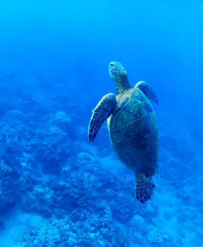 Photo of the Day: Honu Nani